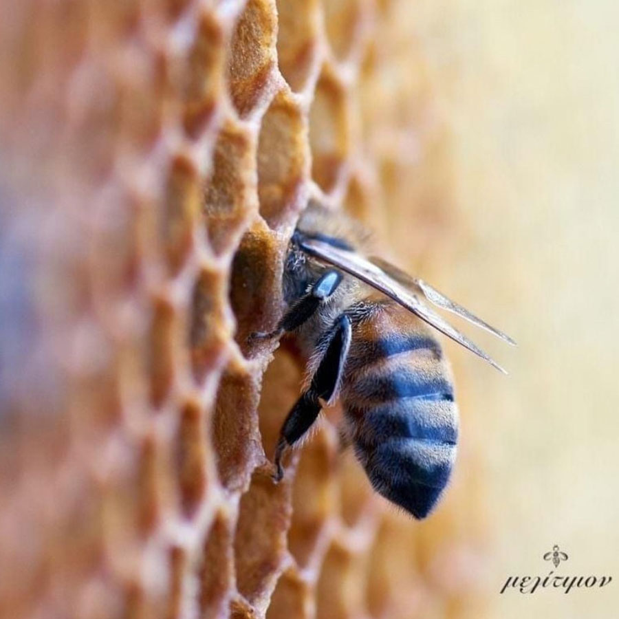 Pszczoła w plastrze miodu, zdjęcie z greckiej pasieki