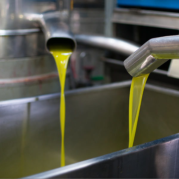 Świeżo wytłoczona oliwa spływa z lejków do kadzi.