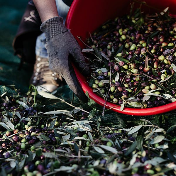 Zbiór oliwek w Grecji